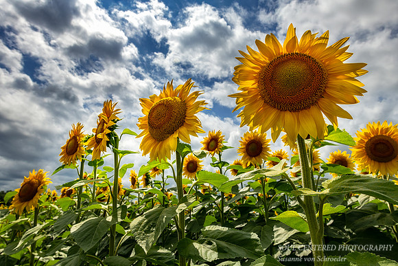 Sunflowers reaching up