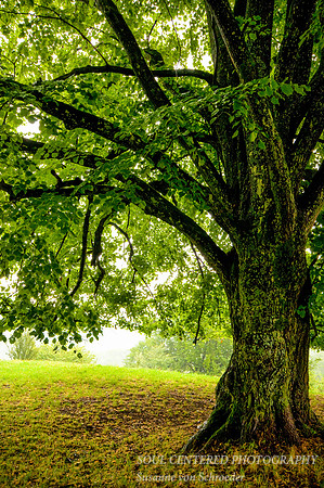 Linden tree, green