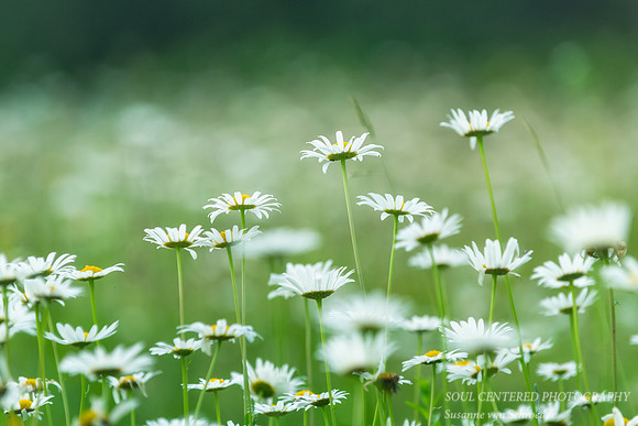 Summer Daisies
