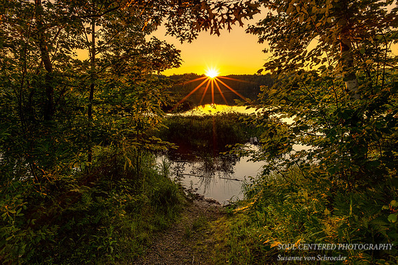 July sunset through trees