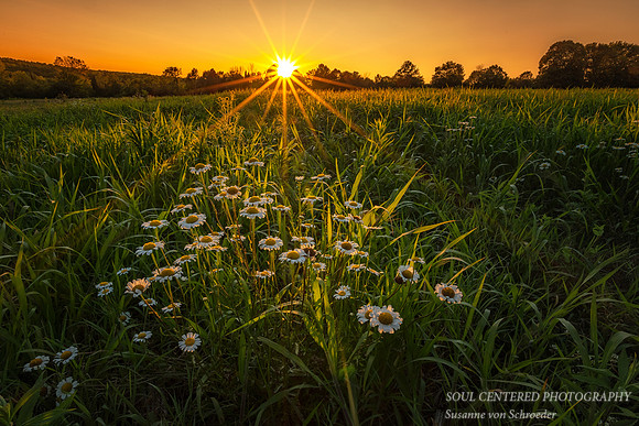 Sunset in a field with Daisies