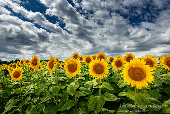Field of sunflowers 1
