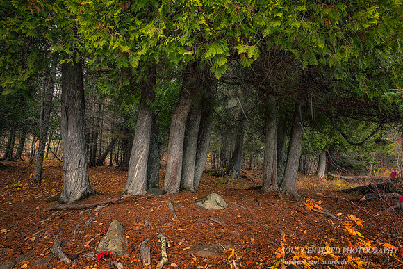 A group of Cedar Trees, November 2021
