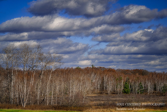 Birch trees and November clouds