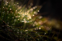 Dew Drops on grass
