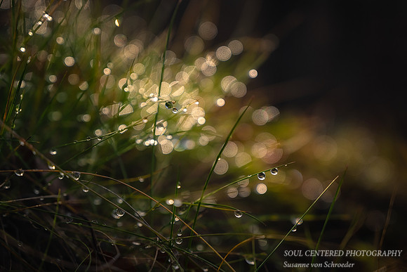 Dew Drops on grass