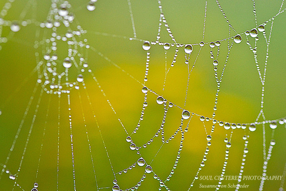 Spiderweb 3