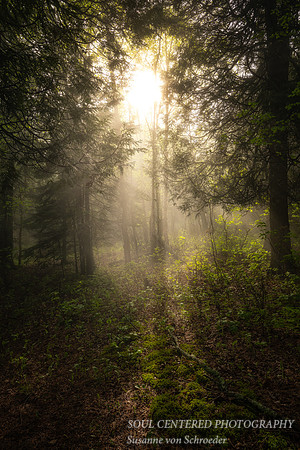 Light in foggy forest scene, June '24 2