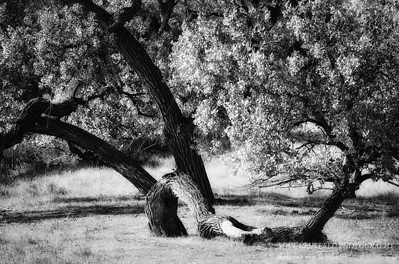 Cottonwood tree, Badlands bw