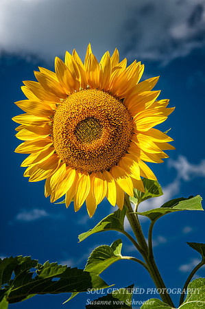 Sunflower 5