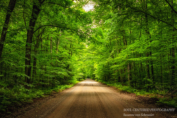 Road through Cathedral Pines (or Woods)
