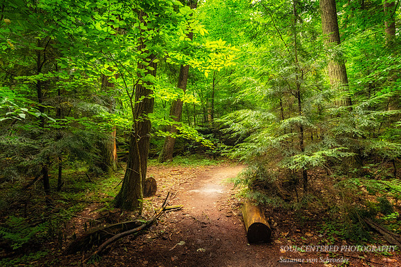 At Cathedral Pines (or Woods) 3