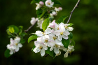 Apple blossoms, May '25 1