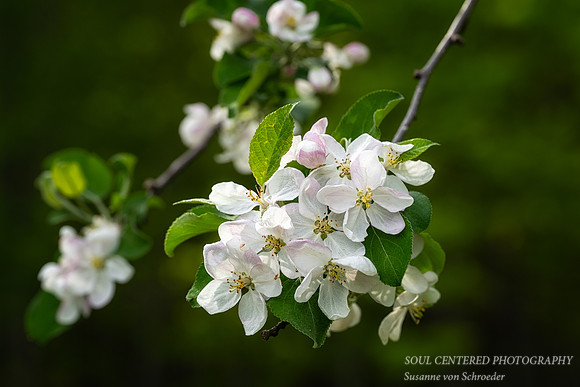 Apple blossoms, May '25 1