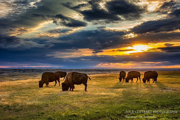 A group of bison at sunset 1