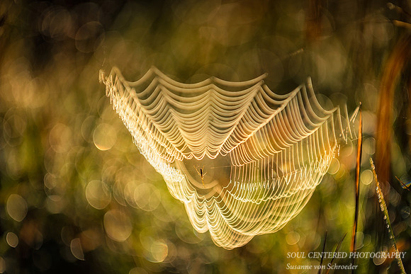 Spiderweb in morning light 2