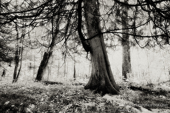 Cedar tree, bw