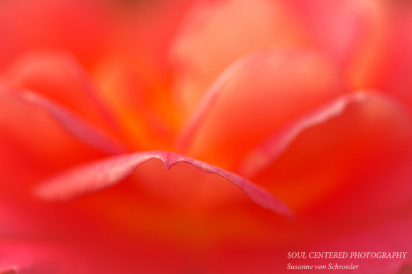 Rose, orange petals