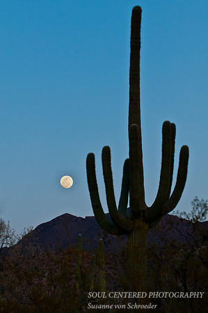 Saguaro w. moon