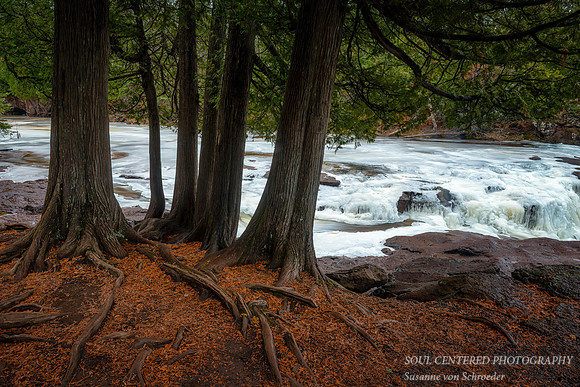 Gooseberry Upper Falls with ice and Cedar Trees