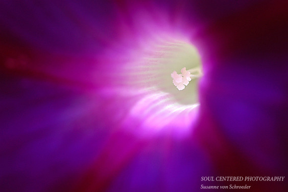 Morning Glory