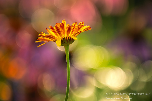 Calendula, bokeh background 1