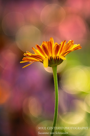 Calendula, bokeh background 2