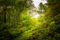 Blue Hills Felsenmeer, Ferns, Sept. '19