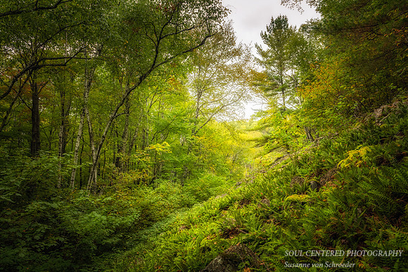 Blue Hills Felsenmeer, Ferns, Sept. '19