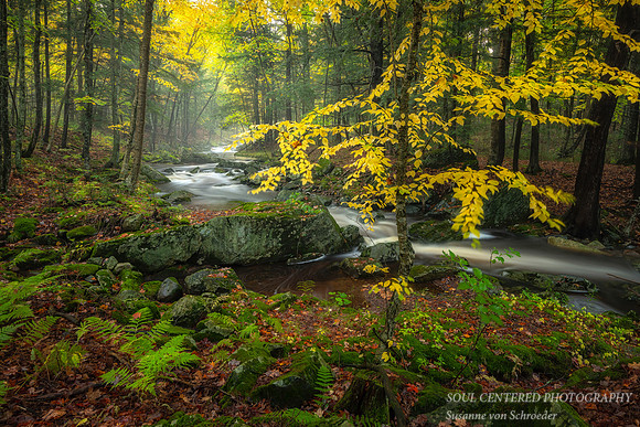 Becky's Creek, foggy fall evening 2, '19