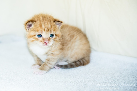 Kitten, Surya 3