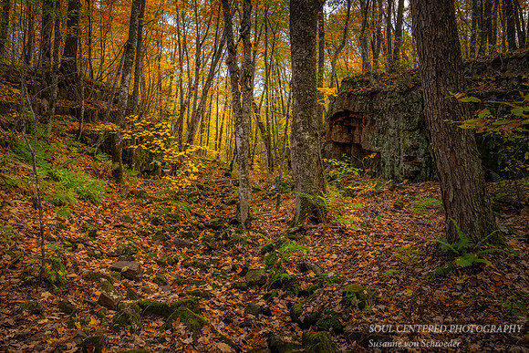 _DSC6141z