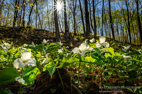 Trilliums in spring forest