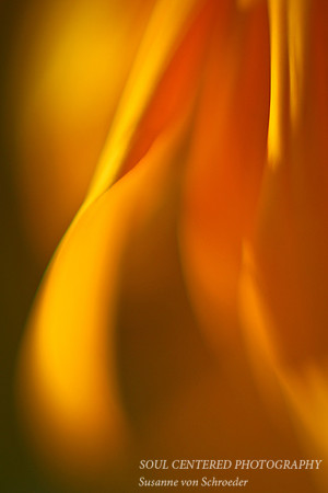 Rudbeckia, soft touch 1