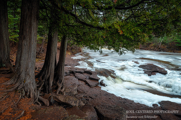 Cedar trees at Upper Gooseberry fall