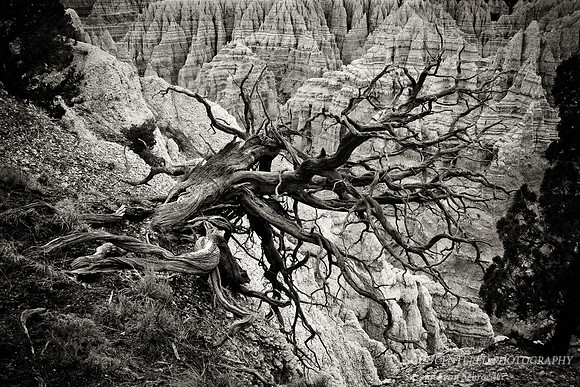 Dead Tree in Badlands, bw