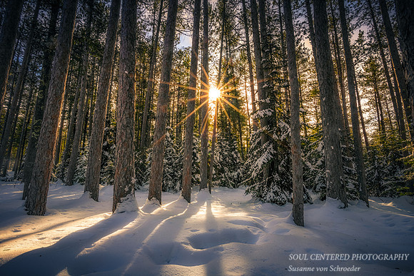 Sunburst amongst tall pine trees