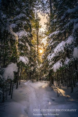 Snowy woodland path