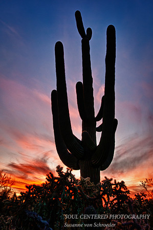 Saguaro at sunset 5