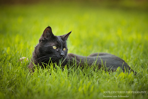 Dusty in grass