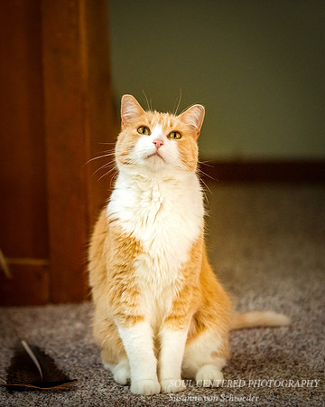Sunny looking up
