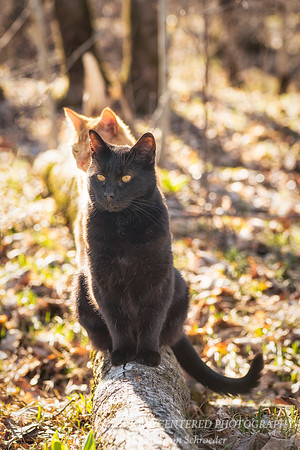 Dusty with Buddha in background