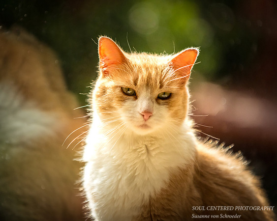 Sunny at window