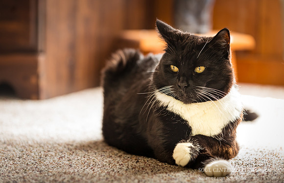 MeToo with crossed paws