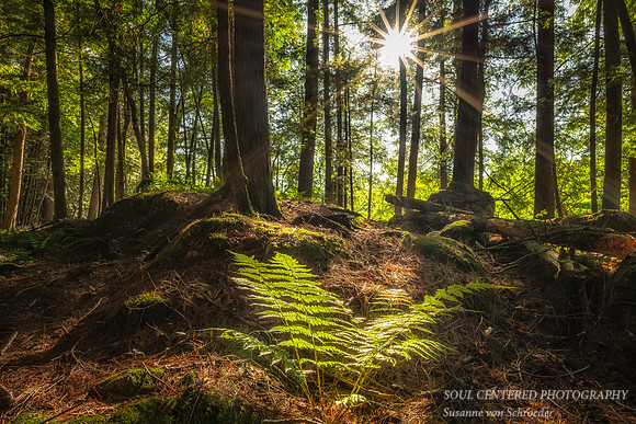 Fern with sunburst