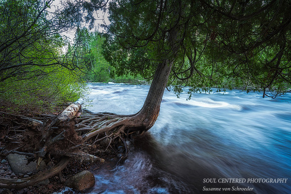 Cedar tree at Temperance River