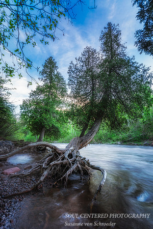 Cedar Trees at Temperance River