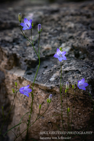 Harebells growing on rocks