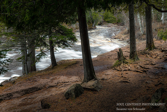 Cedar Trees, Temperance River