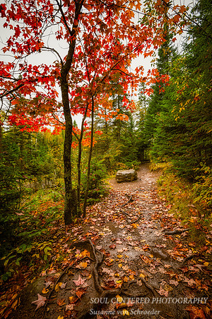 Autumn path